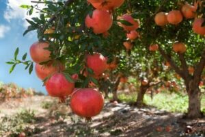Goditi la ricca fruizione di cibo sano dalla produzione di mele e melograni alla pianta di frutta, cè qualcosa per tutti!
