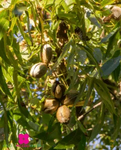 Questa foto mostra una varietà di cibo prodotto da piante come la nocciola, il grano, la noce pecan e le mele e le pere I semi di queste piante sono usati per produrre alimenti nutrienti e deliziosi come la mela, la pera e la noce pecan