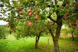 Un melo maturi, che cresce su un albero, producendo deliziosa frutta, un alimento ricco di proprietà nutritive Un dono naturale della vegetazione, per nutrire e soddisfare