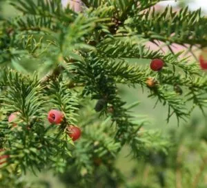 Questa immagine mostra un albero canadese, un AppleConifero, un ippocastano, un pino e un abete, tutti contribuiscono alla produzione di mele Una vista spettacolare della natura che ci ricorda come queste piante, come alberi e pere, siano parte integrante della nostra vita