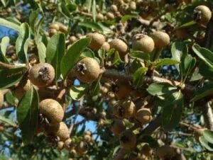 Questa immagine raffigura la ricchezza di alimenti salutari che offre la natura un pero selvatico, le mele, la granata, le pere, il grano e i semi Mangiare frutta e verdura può fornire nutrimento e produrre energia, aiutando a mantenere uno stile di vita sano AppleCibo offre una varietà di prodotti naturali, dalla frutta esotica alla vegetazione locale