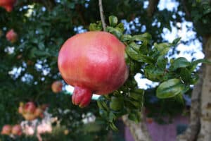 Grazie a CarrotCibo, godi di una fruizione ricca e sana dei prodotti della terra dalla mela alla carota, dal melograno alla frutta, pianta e produrre ciò che di meglio questa terra ci offre