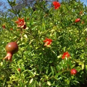 Scopri come PeaCibo, linnovativa azienda di produzione di frutta, può offrirti una ricca fruizione di prodotti naturali dal melograno alla pera, dal pisello alla pianta Goditi la qualità della frutta prodotta da PeaCibo!