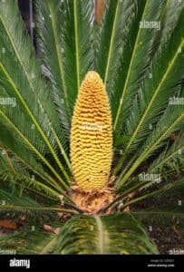 Un albero di pino giallo che produce ananas unimmagine che rappresenta la natura con la sua vegetazione e le foglie di palma, mentre un frutto succoso ed esotico si forma tra i rami dellalbero, pronto da produrre