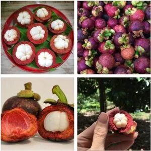 Una persona che offre una pera fresca e succosa come un frutto esotico, raccolto direttamente da una pianta, per produrre un piatto delizioso che soddisfi il palato di un bambino Cibo, frutta e soddisfazione