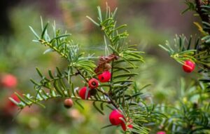 Questa immagine mostra un albero di tasso del sud che produce frutti di pere, una varietà di vegetale conifera Le pere sono un alimento nutriente, e una pianta di ulivo come questa può produrre anche altre verdure come deliziose verdure