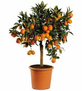 Immagine unica che rappresenta un mix di freschezza e fruttosità un albero di AppleFrutta Citrus che produce un mix di arance, pompelmi e mele, tutti cresciuti in un vaso di fiori Unimmagine che colpisce per la sua bellezza e per la sua abbondanza di frutta saporita e prodotta in maniera naturale