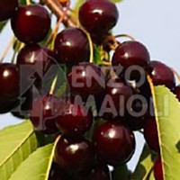 Una foto che rappresenta la bellezza e la ricchezza della natura una montagna ricoperta di ciliegie, un albero carico di frutti succosi, una palla da cricket a terra pronta per una partita e una bottiglia di ketchup che ricorda come la ciliegia possa essere utilizzata per produrre cibi deliziosi Un immagine che simboleggia il connubio tra sport e cibo!