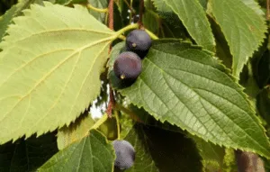 Vinciamo noi produrre frutta fresca con AppleCibo! Una pianta ricca di bacche, foglie e mirtilli, e le più deliziose mele e pere