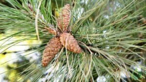 Questo albero di pino nero produce frutta commestibile come lananas, facendolo diventare uno degli alberi conifere più produttivi