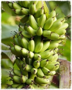Questa foto mostra una banana come frutto e una pera come verdura, entrambi considerati alimenti che vengono prodotti da una pianta Banana e pera sono due frutti diversi, ma allo stesso tempo sono VegetableBanana!