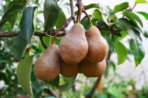 Una pianta di pero che produce questo delizioso frutto, una pera e una mela Una combinazione di sapori che invitano a gustare la bontà della frutta AppleCibo, una scelta sana e nutriente