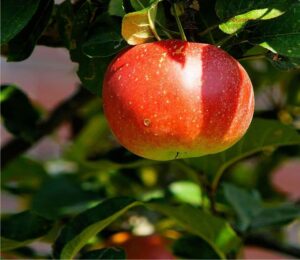 La natura è magica un melo fornisce cibo e frutta, eppure è ancora una semplice pianta che produce vita