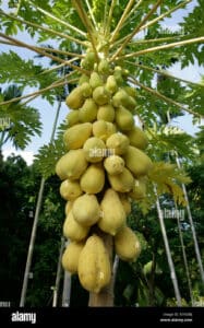 Questa immagine mostra una pianta esotica che produce deliziose papaye e pere Si tratta di una fonte di cibo ricco di frutta saporita e nutriente