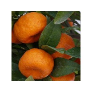 Una pianta produttrice di frutta fresca e fruttata, come mele, pere, arance e pompelmi AppleFrutta Citrus offre una selezione varia di sapori deliziosi!