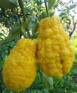 Questa immagine mostra un cesto pieno di agrumi gialli e cedro, tra cui limoni, pompelmi, arance e lime Una pianta produttrice di frutta unica e deliziosa, da gustare o utilizzare in cucina!