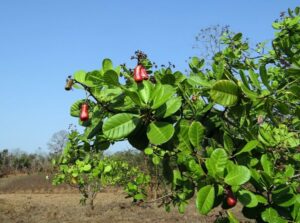 Unimmagine che mostra la varietà di cibo che la natura ci offre una pallina da tennis di una noce dacero, una foglia di pomodoro e una pera, che producono frutta e vegetazione come le noci e i pomodori