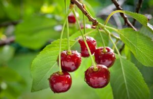 Una montagna ricca di ciliegie, simbolo della ricchezza del cibo prodotto dalla natura Un frutto succoso, il cui sapore è reso ancora più dolce dalla pianta che lo produce La ciliegia il frutto della natura!