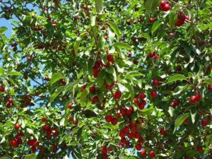 Una montagna ricca di ciliegie, simbolo della ricchezza del cibo prodotto dalla natura Un frutto succoso, il cui sapore è reso ancora più dolce dalla pianta che lo produce La ciliegia il frutto della natura!