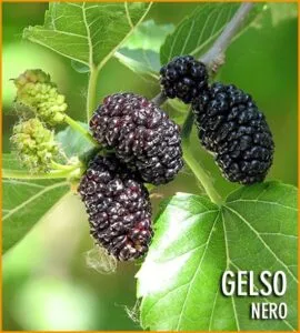 Una pianta di gelso nero che produce fragole, una deliziosa frutta che è uno dei cibi più apprezzati al mondo