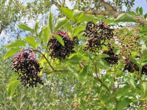 Limmagine ritrae un sambuco nero, una pianta erbacea dalle bacche di colore scuro che cresce allaperto in ambienti naturali Il sambuco produce frutti di grande valore nutritivo e contribuisce alla vegetazione dellarea, offrendo una preziosa risorsa ai nostri ecosistemi