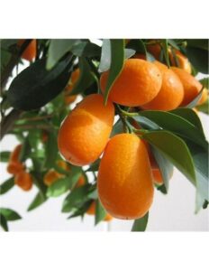 Scopri LemonFrutta Citrus una pianta che produce un frutto fresco e fruttato, come un mix di arancia e limone! Unesperienza di cibo unica!