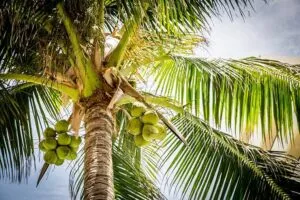 Immagine di un uccello che prende una pesca succosa da un albero destate, con la frutta che cade morbidamente al suolo come una coccola Una scena che ci ricorda come la natura sia in grado di produrre delizie preziose e come un animale possa concepire la gioia di una semplice e golosa pesca