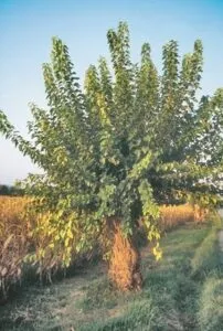Questa immagine ci mostra Soumei intento a raccogliere i frutti di un albero o cespuglio dal suo giardino ricco di vegetazione Un prodotto fresco e nutriente che contribuirà a nutrire la sua famiglia Un grazioso esempio di come lalbero da frutto e la TreePianta possano fornire cibo sano e nutriente