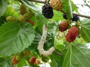 Una fotografia di un nero gelso pieno di bacche mora succose, una pianta che produce uno dei cibi più prelibati e nutrienti sotto forma di frutta