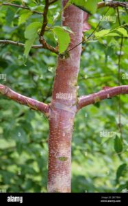 Questa immagine mostra unallegra combinazione di alberi, foglie e frutti Al centro cè un albero di betulla rossa, con un tronco che si estende verso lalto, circondato da una ricca vegetazione Alla sua destra cè un albero di gomma para, che produce dei grandi frutti di cocco A sinistra, cè una pianta di cocco, con i suoi frutti dolci pendenti Tutto intorno, foglie verdi e colorate contribuiscono a creare uno scenario straordinario Questo paesaggio mostra la forza e la bellezza della natura, con il suo produttivo ecosistema