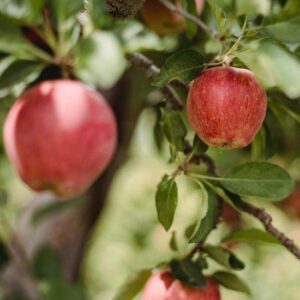 Unimmagine magica della natura un melo fruttuoso che produce deliziose pera, mentre sullo sfondo una palla da cricket attende di essere usata per una partita di sport
