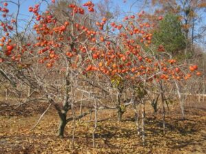 Questa foto ritrae un albero di kaki che produce abbondanti frutti una preziosa pianta da frutto, nota anche come cachi, che fornisce deliziosi alimenti e crea un ambiente bello e salutare