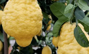 Questa immagine ritrae una varietà di frutta citrus, tra cui giallo cedro, lime, limone, pompelmo e arancia Rappresenta la produzione di questi alimenti naturali e nutrienti, offrendo una varietà di sapori e aromi, che possono essere utilizzati in una vasta gamma di ricette