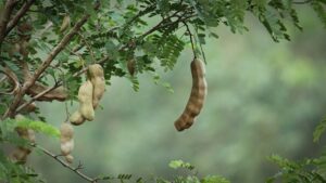 Questa immagine ritrae un albero di tamarindo ricco di vegetazione, le cui foglie si muovono dolcemente nella brezza Un albero di tamarindo è uno dei più antichi alberi da frutto esistenti, produttore di uno dei cibi più apprezzati in tutto il mondo Il tamarindo fa parte anche del gruppo di alberi da fiore, come lastragalo e la pera, con i loro fiori che possono regalare una vista spettacolare