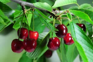 Questa pianta di ciliegi è pronta a produrre la sua deliziosa frutta, una delle più prelibate e apprezzate tra tutti i cibi