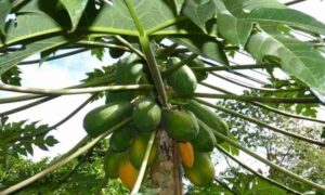 Questa immagine mostra una rigogliosa pianta esotica che produce diversi tipi di frutta papaya, pera, pomodoro e tomato Una buona fonte di cibo naturale e salutare per tutti!