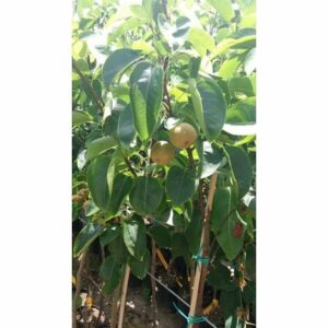 Una piantina di pomacee giapponesi in vaso che produce frutta come kiwi e pomodori unimmagine che riassume il meglio dei sapori della natura, dal gustoso TomatoCibo al profumato frutto della pianta Una foglia che racconta una storia di produttività e bontà