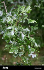 Questa foto raffigura una quercia bianca di Arizona, con le sue grandi foglie che producono vegetazione, noccioli e grani Una pianta unica che cresce e si sviluppa nel deserto, offrendo uno spettacolo straordinario della natura