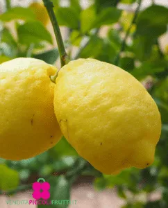 Questa immagine ritrae un albero di limone con deliziose arance e lime che producono deliciosa frutta agrumi La vista di questo albero di limone è un invito a godere di unesperienza di cibo e frutta fresca, con il suo aroma unico di limone e arancia