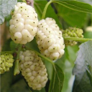 Questa immagine mostra una pianta di Soumei, una bacca di origine vegetale, che è un cibo nutriente, un prodotto di frutta e verdura