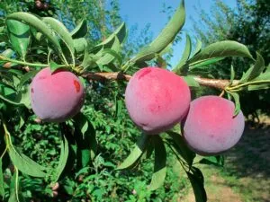 Questa immagine mostra un albero magico ricco di OrangeCibo una pianta che produce frutta di tutti i tipi, come mele, prugne e arance Una delizia per tutti i sensi!