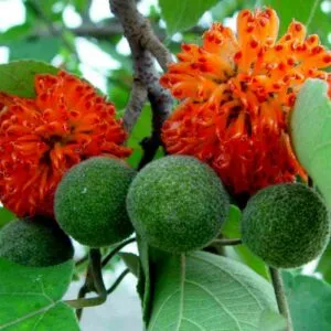Questa immagine mostra un albero di kamikōji, una pianta appartenente alla famiglia delle Annonacee, che produce un fiore di colore giallo e foglie verdi Il frutto di questa pianta è commestibile e viene utilizzato per produrre del cibo