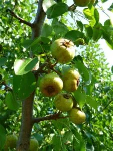 Questa immagine mostra un pero selvatico, un frutto che cresce su un albero e fornisce una fonte di cibo sostenibile Può anche essere usato come ingrediente in altri piatti, come le mele e le pere, e come una fonte di verdure La produzione di questa frutta è unottima opzione per coloro che vogliono sostenere unalimentazione sana ed equilibrata