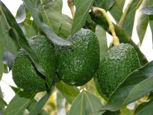 Una montagna ricca di frutta e verdura avocado, pera e carota producono un mix di sapori e colori che rendono il cibo ancor più gustoso e sano