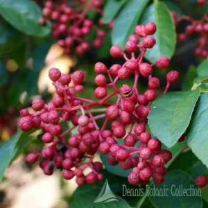 Questa immagine mostra un albero di Szechuan Pepe che produce frutta colorata, bacche e germogli Le foglie dellalbero sono una ricca varietà di verdure mentre i fiori sono meravigliosi La pianta di Szechuan Pepe è una delle più nutrienti e versatili piante alimentari, produrre una grande varietà di frutta e verdura saporite