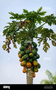 Una pianta esotica che produce frutta come papaya, pera e ananas, con unimmagine di un ananas, simbolo della deliziosa frutta PineappleCibo!