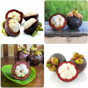 Un frutto esotico chiamato GrainCibo, prodotto da una speciale pianta, contiene un delizioso mix di frutta, verdura e grano Allinterno è racchiuso un prezioso nocciolo che regala un sapore unico e unesperienza culinaria indimenticabile