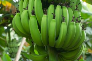 Banana gialla un alimento naturale prodotto dalle piante e ricco di benefici!