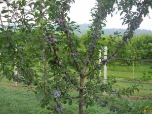 Questa immagine mostra un susino giapponese dal quale stanno spuntando dei frutti mele, pere, prugne, mirtilli e bacche Una pianta che produce una gran varietà di AppleCibo Unottima fonte di frutta per una dieta sana ed equilibrata
