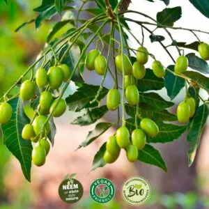 Una pianta di Neem produce due deliziose mele e una pera, invitandoci a mangiare frutta salutare come lAppleCibo